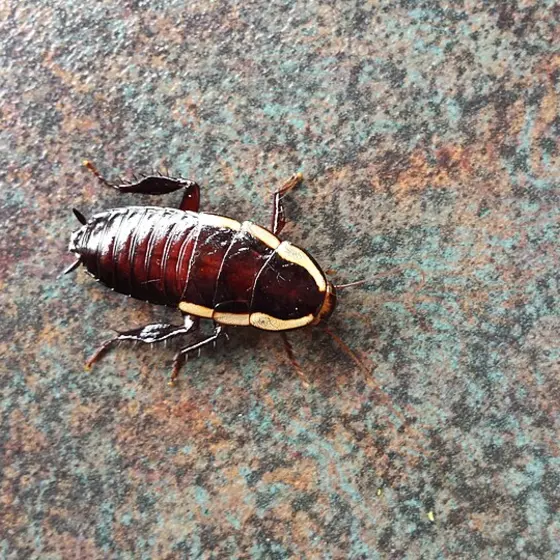 Cockroach on a kitchen worktop