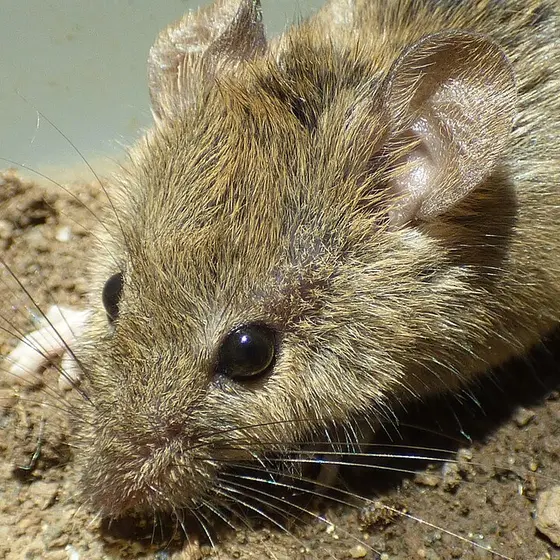 House mouse