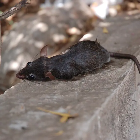 Rat on a concrete wall
