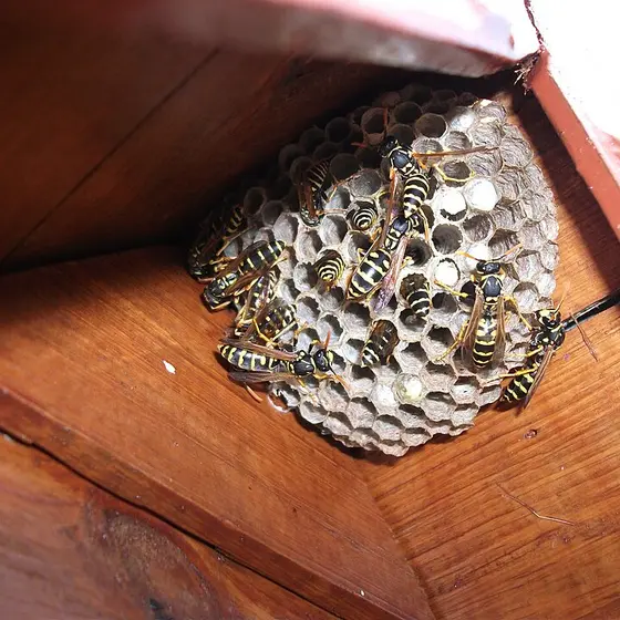 Wasps on a nest under a wooden roof