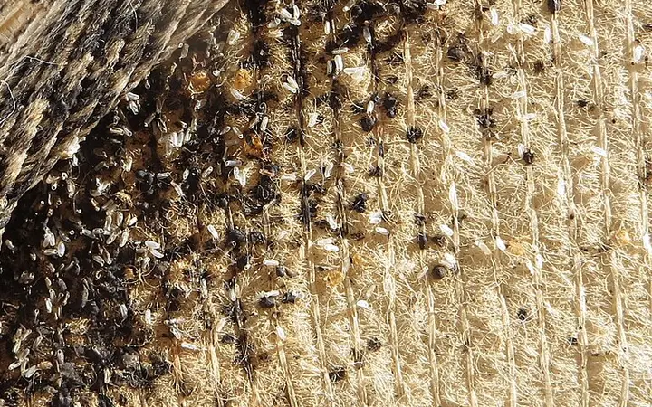 Bed Bugs