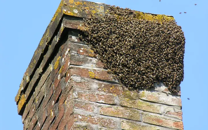 Bees