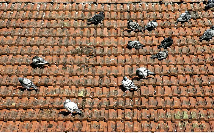 Birds