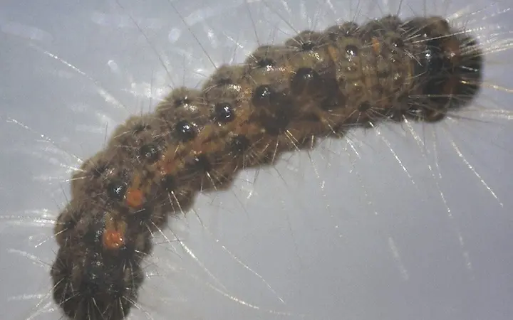 Caterpillars