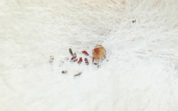 Fleas