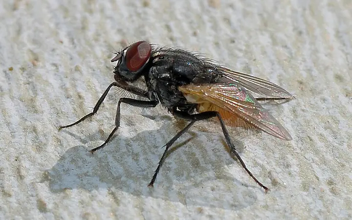 Flies