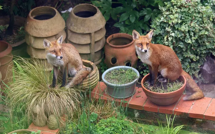 Foxes