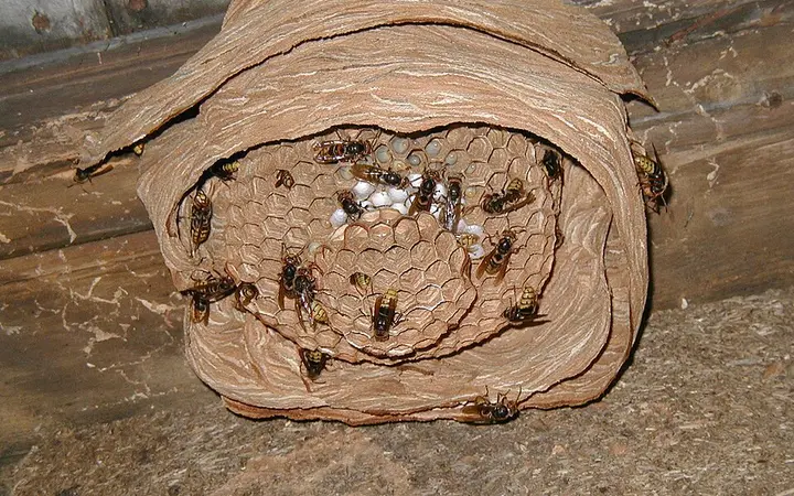 Hornets