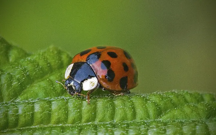 Ladybirds