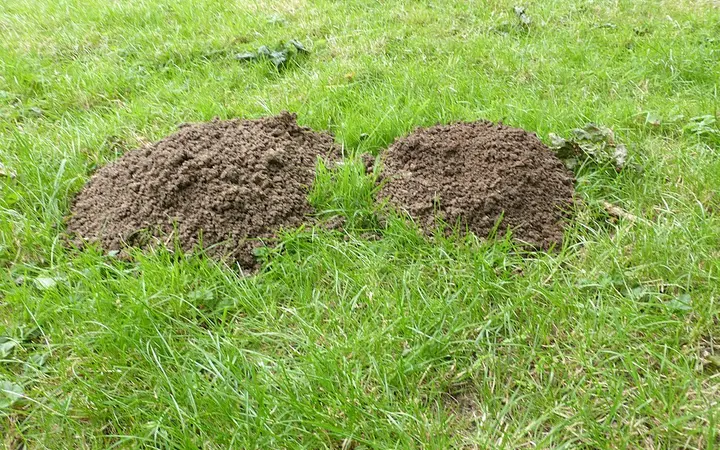 Moles