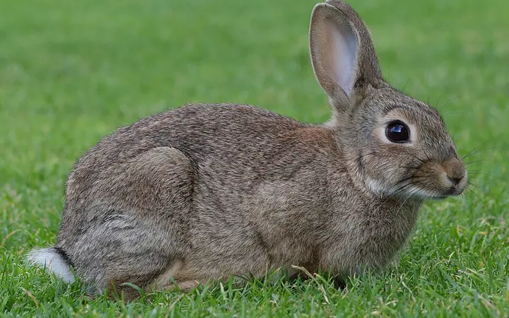 Rabbits