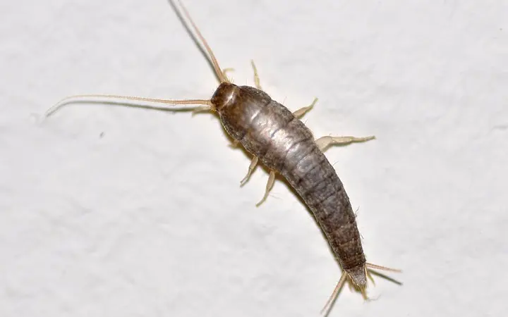 Silverfish