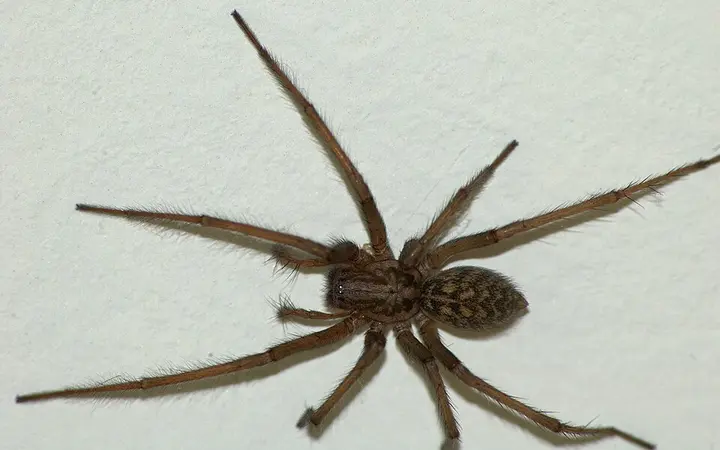 Spiders