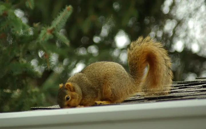 Squirrels