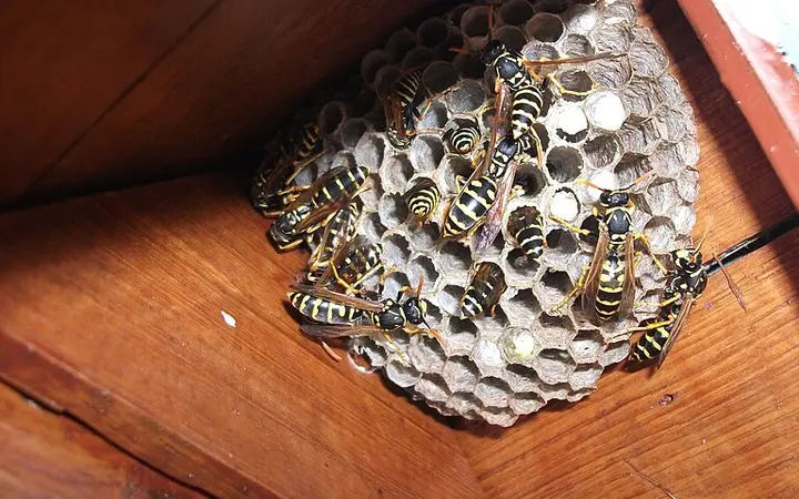 Wasps